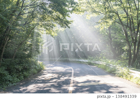 新緑の森の道に光芒が差し込む風景　奥大山 138491339
