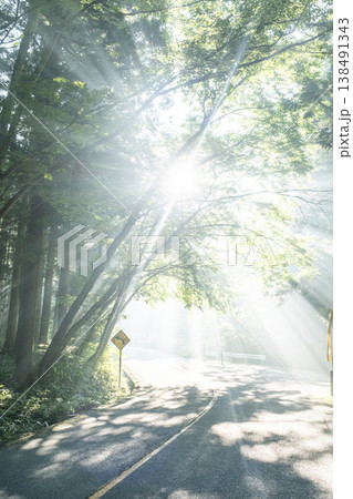 新緑の森の道に光芒が差し込む風景 奥大山 新緑の森の道に光芒が差し込む風景 奥大山 138491343