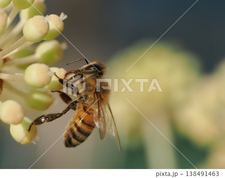 ヤツデの花で蜜を集めセイヨウミツバチ ヤツデの花で蜜を集めセイヨウミツバチ 138491463
