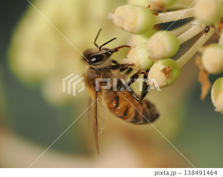 ヤツデの花で蜜を集めセイヨウミツバチ ヤツデの花で蜜を集めセイヨウミツバチ 138491464