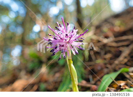 ショウジョウバカマの花 138491516