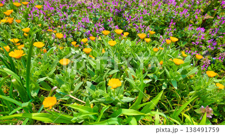 ヒメキンセンカの花とホトケノザの花 ヒメキンセンカの花とホトケノザの花 138491759