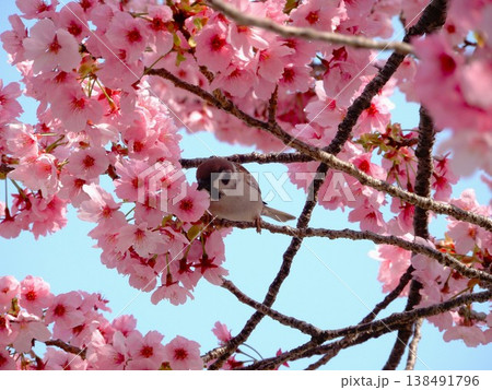満開の桜とスズメ【桜・春 素材】 138491796