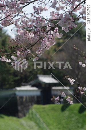 千鳥ヶ淵の桜と半蔵門 縦位置 千鳥ヶ淵の桜と半蔵門 縦位置 138491799