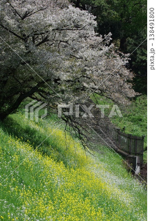 千鳥ヶ淵　満開の桜と菜の花 138491800