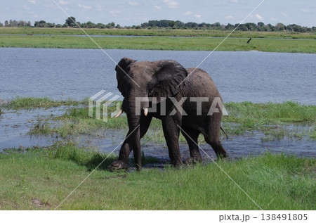 チョベ川の水辺で遊ぶゾウ ボツワナ・チョベ国立公園 チョベ川の水辺で遊ぶゾウ ボツワナ・チョベ国立公園 138491805