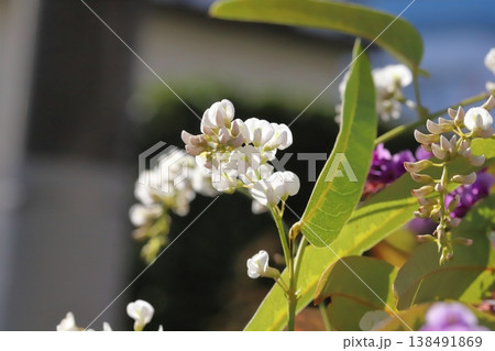 早春の庭に咲く白やピンク色のハーデンベルギアの花 138491869