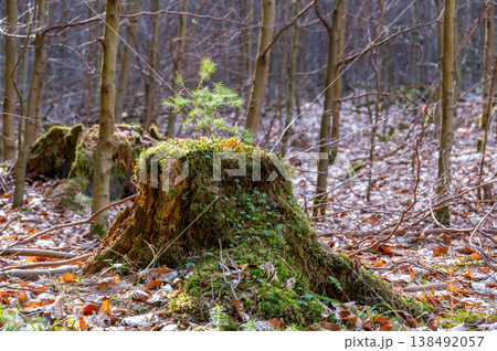 Young spruce tree growing on moss covered stump in forest, symbol of new life and regeneration, sunlight highlighting fresh green needles with soft blurred woodland background Young spruce tree growing on moss covered stump in forest, symbol of new life and regeneration, sunlight highlighting fresh green needles with soft blurred woodland background 138492057