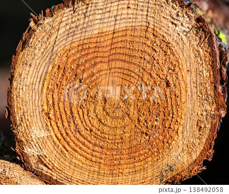 Close up of tree trunk cross section with visible growth rings, detailed wood texture showing age and natural pattern, forestry concept with annual rings and organic structure Close up of tree trunk cross section with visible growth rings, detailed wood texture showing age and natural pattern, forestry concept with annual rings and organic structure 138492058