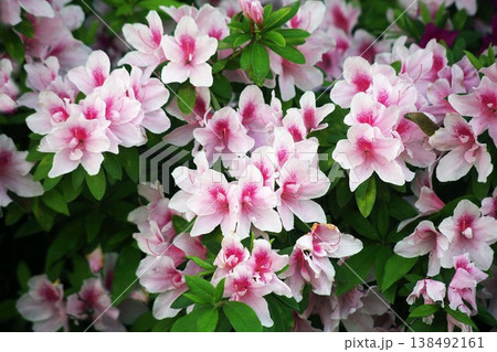 今が見頃、ツツジの花 138492161