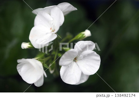 白いゼラニウムの花 白いゼラニウムの花 138492174