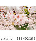 ピンクの花びら ソメイヨシノ 138492198