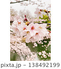ピンクの花びら ソメイヨシノ 138492199
