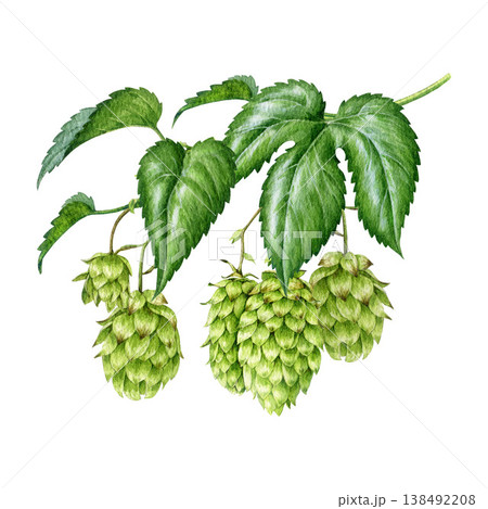 Hop plant vine with leaves and cones isolated on white. Hand-painted botanical watercolor illustration with detailed textures, ideal for beer, brewing, herbal, packaging and botanical design Hop plant vine with leaves and cones isolated on white. Hand-painted botanical watercolor illustration with detailed textures, ideal for beer, brewing, herbal, packaging and botanical design 138492208