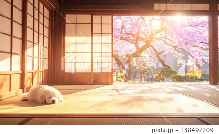 和室に寝そべる猫 138492209