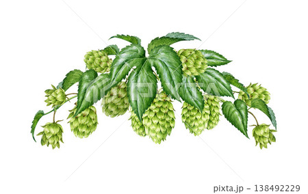 Hop plant vine corner decor element from leaves and cones isolated on white. Hand drawn botanical detailed watercolor illustration, ideal for beer, brewing, herbal, packaging and botanical design Hop plant vine corner decor element from leaves and cones isolated on white. Hand drawn botanical detailed watercolor illustration, ideal for beer, brewing, herbal, packaging and botanical design 138492229