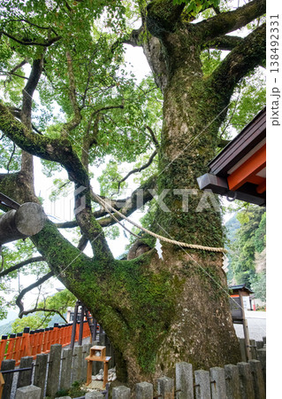 那智の大樟　胎内くぐり　熊野那智大社　和歌山県 138492331