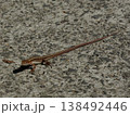 カナヘビが行く 138492446