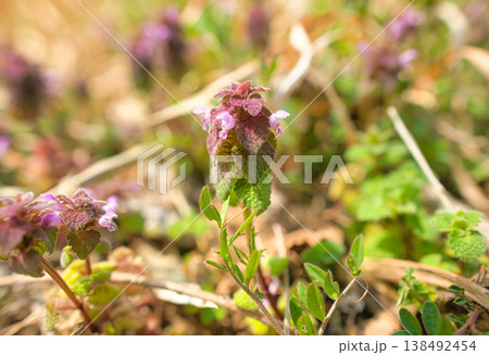 ヒメオドリコソウの花 138492454