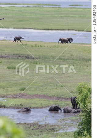 チョベ川の湿原に集まるゾウの群れ　縦位置 138492458