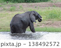川で遊ぶ象　5　ボツワナ・チョベ国立公園 138492572