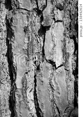 Detailed Tree Bark Texture in Black and White 138492614