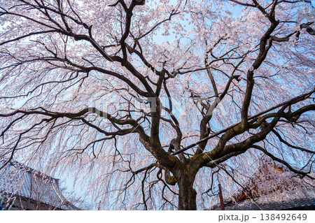 本満寺の枝垂れ桜 本満寺の枝垂れ桜 138492649