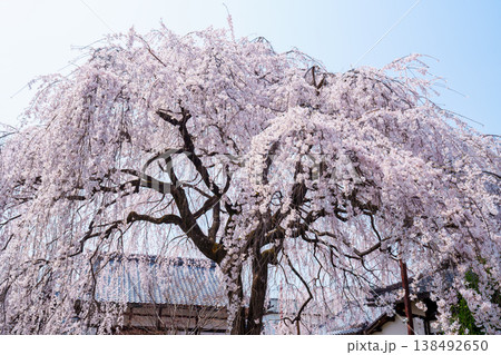 本満寺の枝垂れ桜 本満寺の枝垂れ桜 138492650