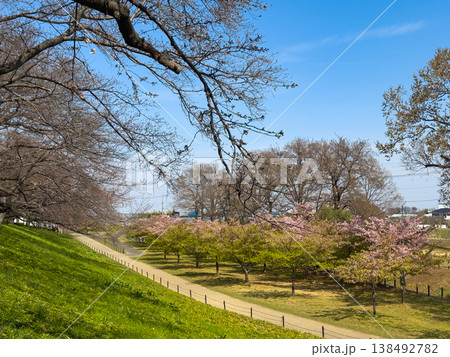 桜のある公園 138492782