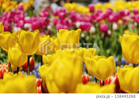 カラフルなチューリップ カラフルなチューリップ 138493268