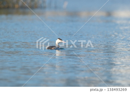 青い水面にカンムリカイツブリ 138493269