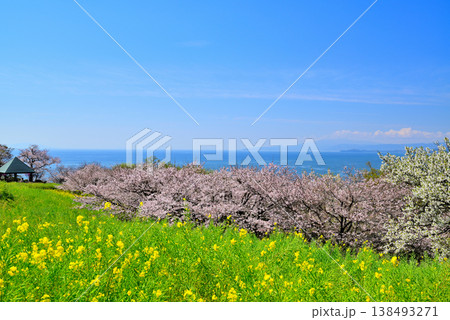 さくらと菜の花が綺麗な吾妻山公園高台から見る相模湾と小田原市街 138493271