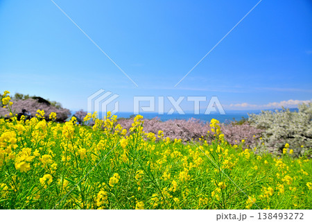 さくらと菜の花が綺麗な吾妻山公園高台から見る相模湾と小田原市街 138493272
