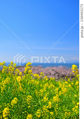 さくらと菜の花が綺麗な吾妻山公園高台から見る相模湾と小田原市街 さくらと菜の花が綺麗な吾妻山公園高台から見る相模湾と小田原市街 138493273