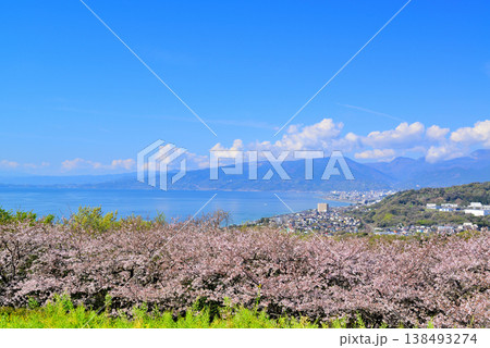 さくらと菜の花が綺麗な吾妻山公園高台から見る相模湾と小田原市街 138493274