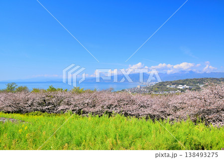 さくらと菜の花が綺麗な吾妻山公園高台から見る相模湾と小田原市街 さくらと菜の花が綺麗な吾妻山公園高台から見る相模湾と小田原市街 138493275