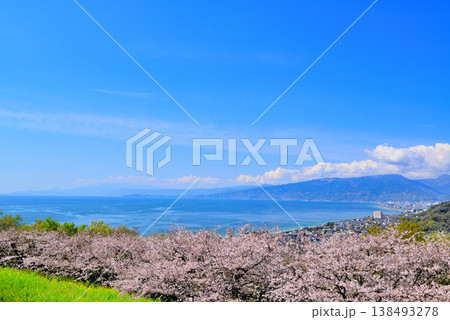 さくらと菜の花が綺麗な吾妻山公園高台から見る相模湾と小田原市街 138493278