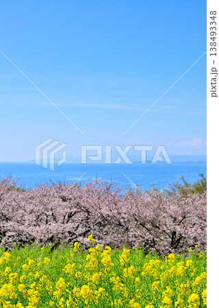 さくらと菜の花が綺麗な吾妻山公園高台から見る相模湾と小田原市街 さくらと菜の花が綺麗な吾妻山公園高台から見る相模湾と小田原市街 138493348