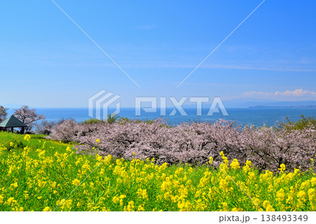 さくらと菜の花が綺麗な吾妻山公園高台から見る相模湾と小田原市街 さくらと菜の花が綺麗な吾妻山公園高台から見る相模湾と小田原市街 138493349