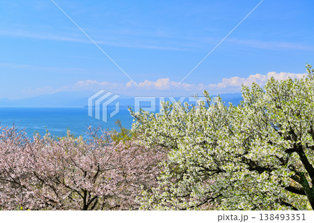 さくらと菜の花が綺麗な吾妻山公園高台から見る相模湾と小田原市街 さくらと菜の花が綺麗な吾妻山公園高台から見る相模湾と小田原市街 138493351