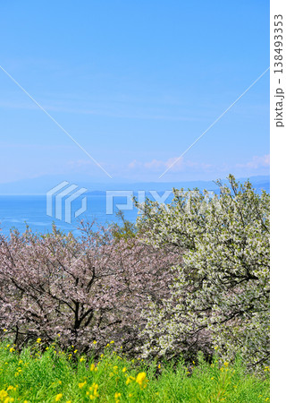 さくらと菜の花が綺麗な吾妻山公園高台から見る相模湾と小田原市街 138493353