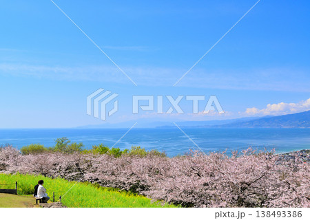 さくらと菜の花が綺麗な吾妻山公園高台から見る相模湾と小田原市街 さくらと菜の花が綺麗な吾妻山公園高台から見る相模湾と小田原市街 138493386