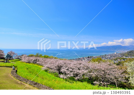 さくらと菜の花が綺麗な吾妻山公園高台から見る相模湾と小田原市街 138493391