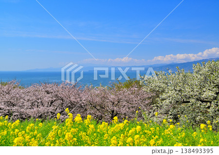 さくらと菜の花が綺麗な吾妻山公園高台から見る相模湾と小田原市街 さくらと菜の花が綺麗な吾妻山公園高台から見る相模湾と小田原市街 138493395