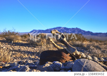 Mule Deer Skeleton in Nevada Desert with Red Rock Canyon Mountain Landscape Mule Deer Skeleton in Nevada Desert with Red Rock Canyon Mountain Landscape 138493432