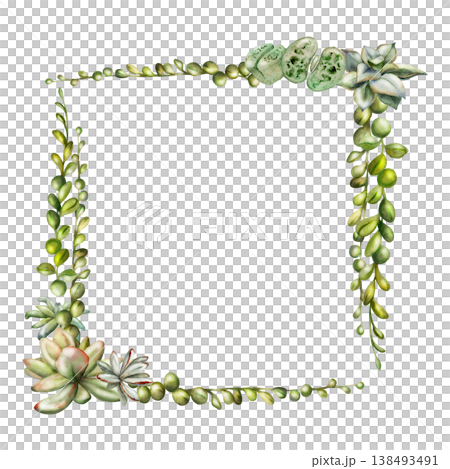 Sedum, echeveria rosette, trailing succulent curio string of beads vines. Isolated illustration hand drawn in watercolor. Corner frame for wedding invitations, eco packaging accents, plant care cards. Sedum, echeveria rosette, trailing succulent curio string of beads vines. Isolated illustration hand drawn in watercolor. Corner frame for wedding invitations, eco packaging accents, plant care cards. 138493491