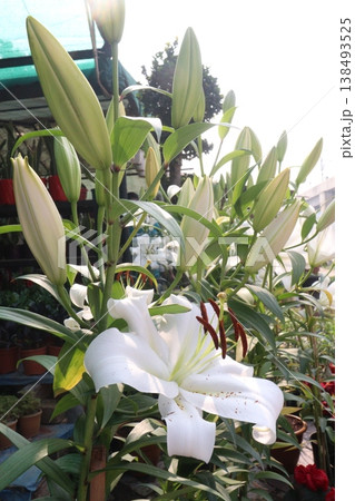 Lilium longiflorum, commonly known as the Easter lily flower plant Lilium longiflorum, commonly known as the Easter lily flower plant 138493525