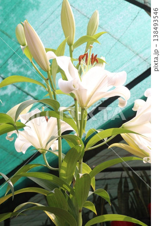 Lilium longiflorum, commonly known as the Easter lily flower plant Lilium longiflorum, commonly known as the Easter lily flower plant 138493546