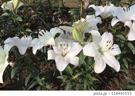 Lilium longiflorum, commonly known as the Easter lily flower plant Lilium longiflorum, commonly known as the Easter lily flower plant 138493555