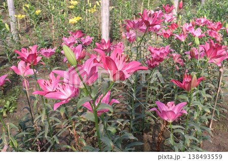 Lilium longiflorum, commonly known as the Easter lily flower plant 138493559